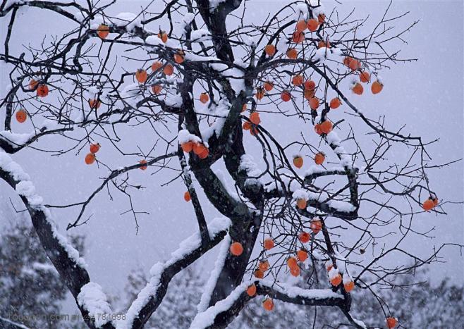 冰天雪地掛滿柿子樹上的雪花高清攝影圖片素材