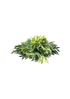 芬兰人采集到花草