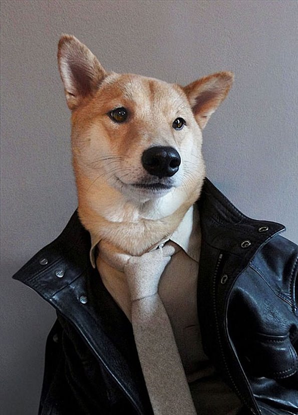 创意摄影–大帅狗