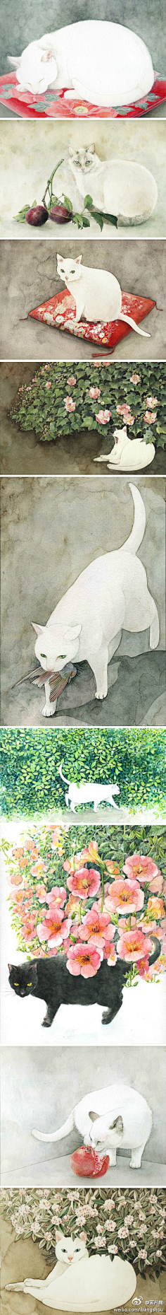 木贼采集到猫