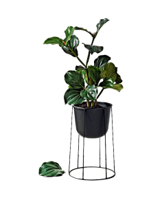 木和水采集到植物
