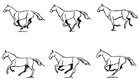 马走路运动规律图片
