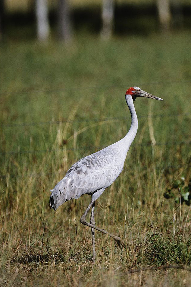 鹤形目鹤科鹤属澳洲鹤
