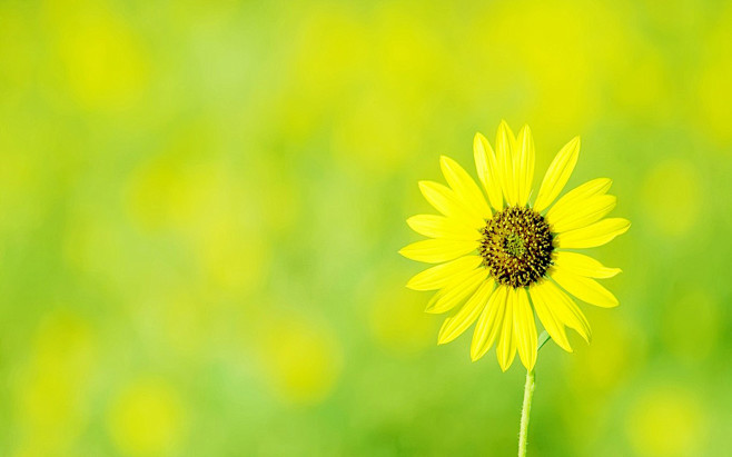 夏日里的那抹淡绿唯美小清新风景壁纸图片4风景壁纸55壁纸大全壁纸