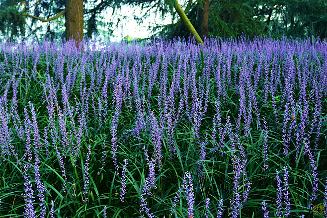 植物——草本-花瓣网|陪你做生活的设计师 | 鹤望兰