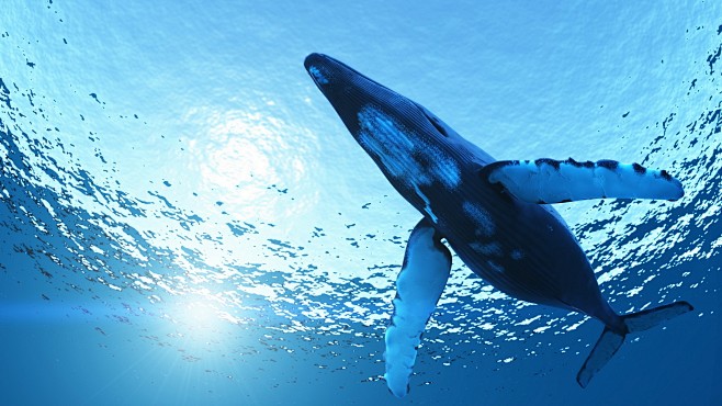 general 2560x1440 nature whale animals underwater