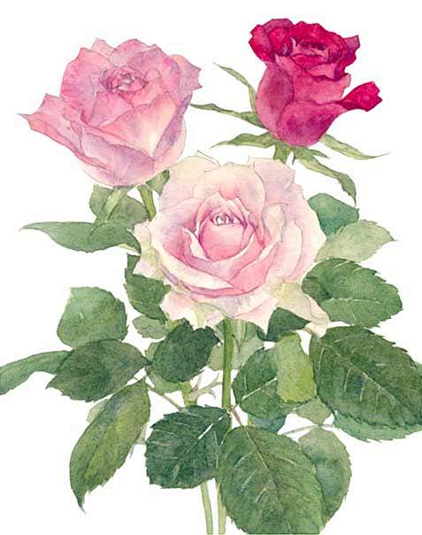 水彩-花瓣网|陪你做生活的设计师 | 时光漫长,有生之年,总会相遇.