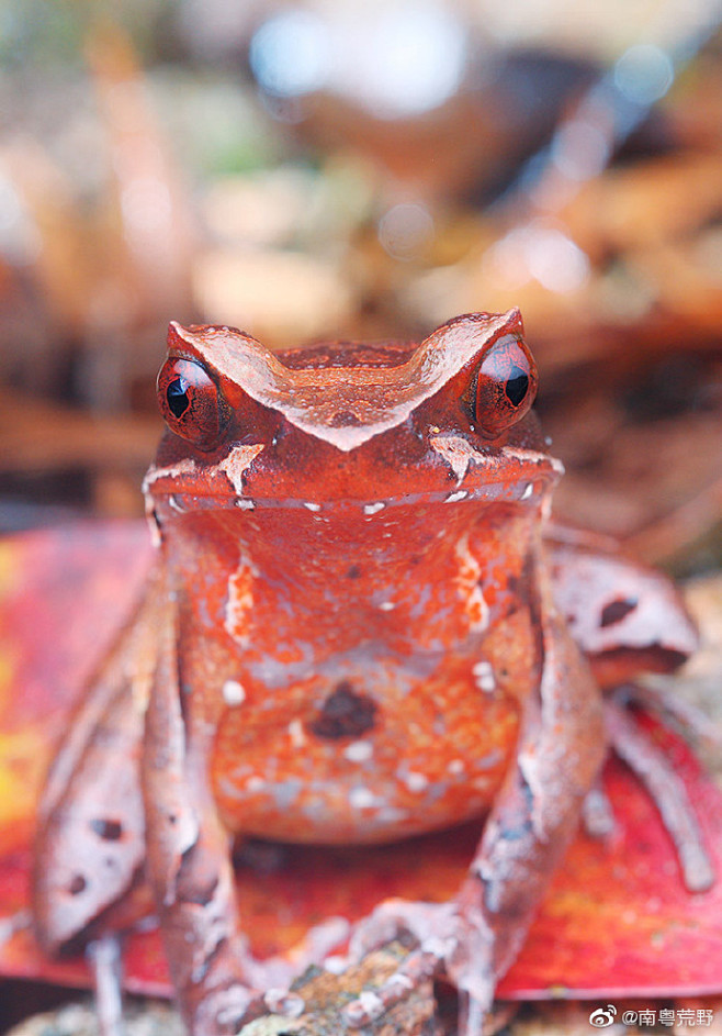 随记莽山异角蟾67676767