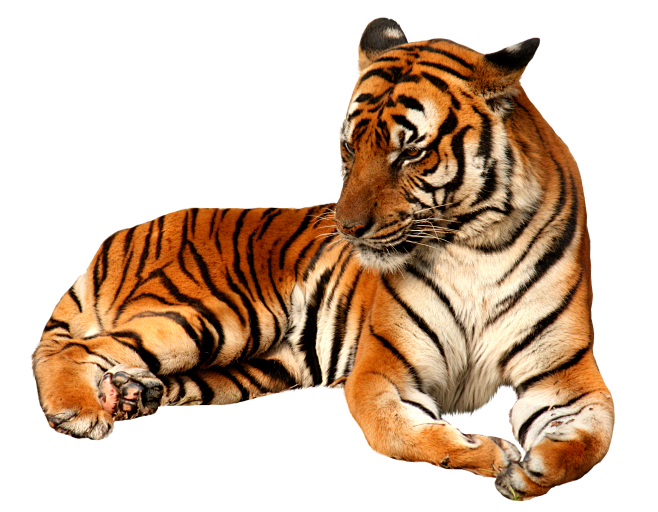 老虎png