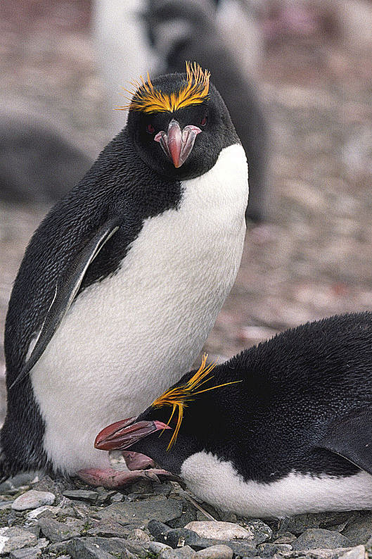 长冠企鹅图片
