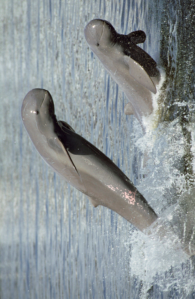 鲸目海豚科短吻海豚属伊河海豚