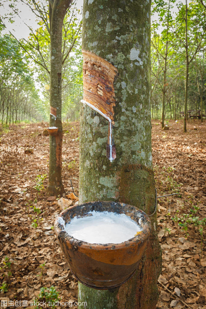 橡胶树的搜索结果360图片