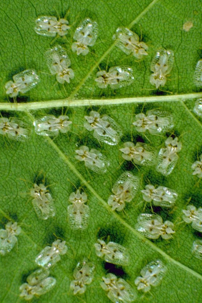 半翅目显角亚目网蝽科网蝽