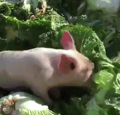 小香猪拱白菜动态图图片