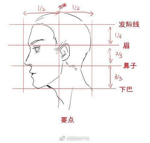 人头正侧面比例图片