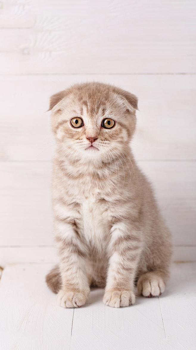 苏格兰折耳猫性格特别平和,对自己的主人很友好.