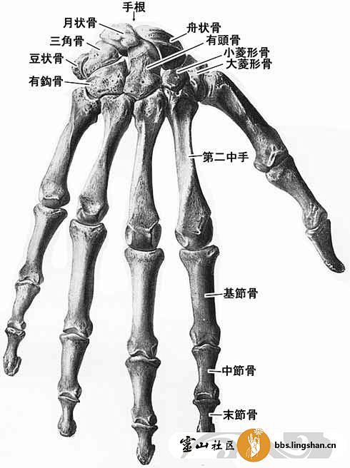 手骨的结构图和名称图片