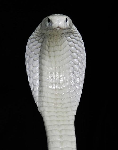 albinocobra好漂亮的眼镜蛇