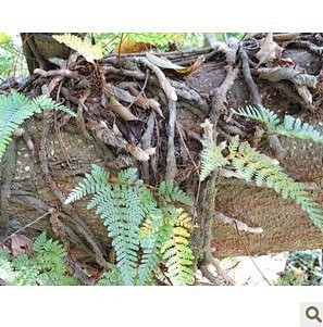 白蛇胆草药的根图片图片