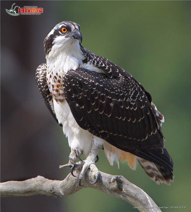 荒了从蓝色风转采于2018-03-08 14:17:35老鹰图片素材 #采集大赛#动物