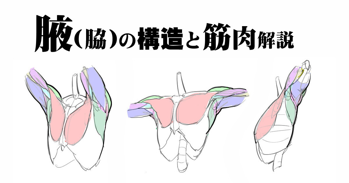 尻股間 大腿の基本 骨と筋肉解説 漫画素材工房 Pixivfanbox A Community To Support Creators Activities Pixivfanbox