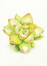 小羊乖乖采集到绘画