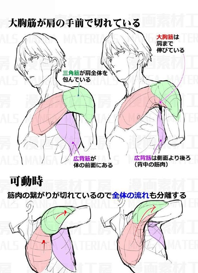日推上 推主漫画素材工房连续发布了几条关于肩部画法 修正肩部违和感的方法的图示 需要的小伙伴们抓紧马起来吧