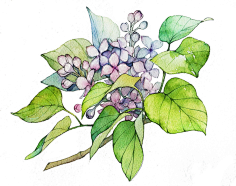 再无觅处采集到淡淡的水彩☆Plant