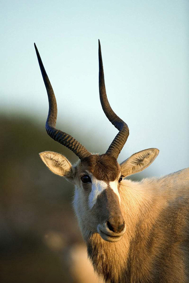 偶蹄目反刍亚目牛科马羚亚科曲角羚