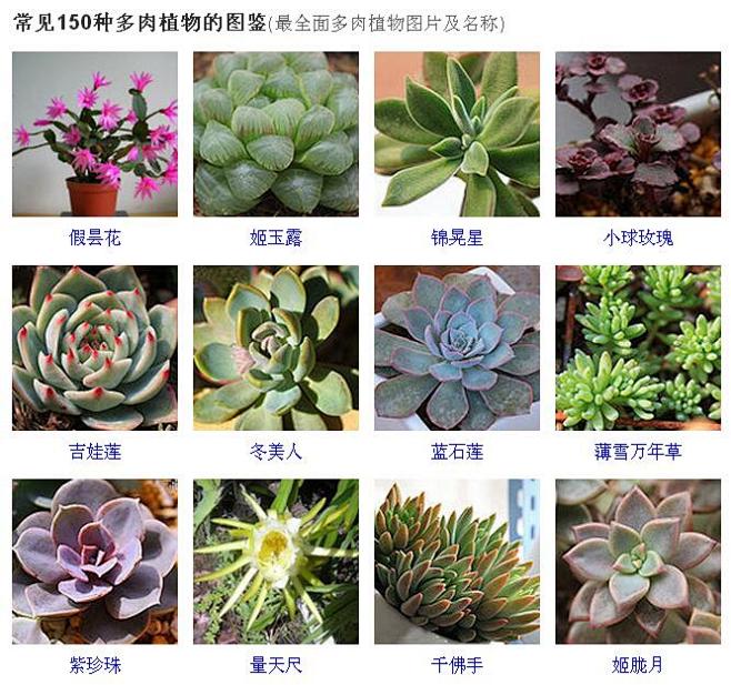 150种常见多肉植物图鉴最全面的多肉植物图片及名称