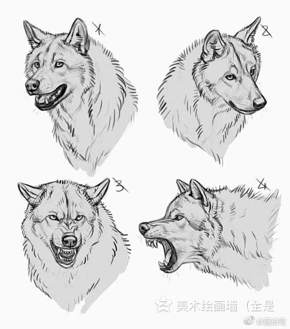 08-25 00:47:00狼妖兽,怪物,动物罗_小轩该采集也在以下画板加载更多