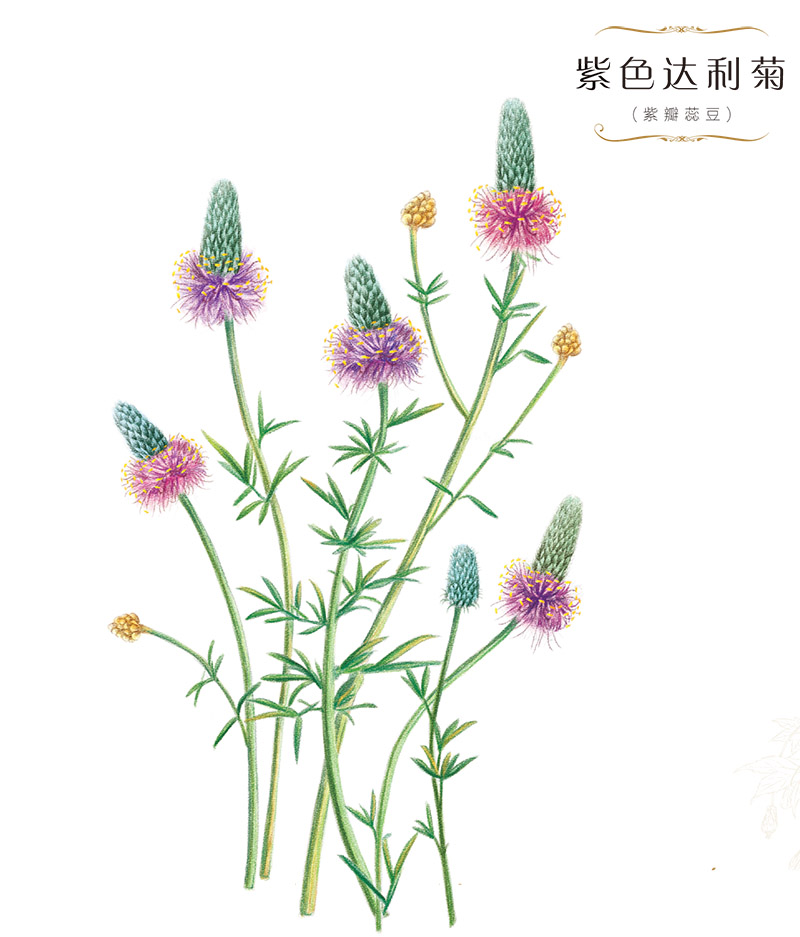 花绘插画手绘小清新色铅笔植物栽培