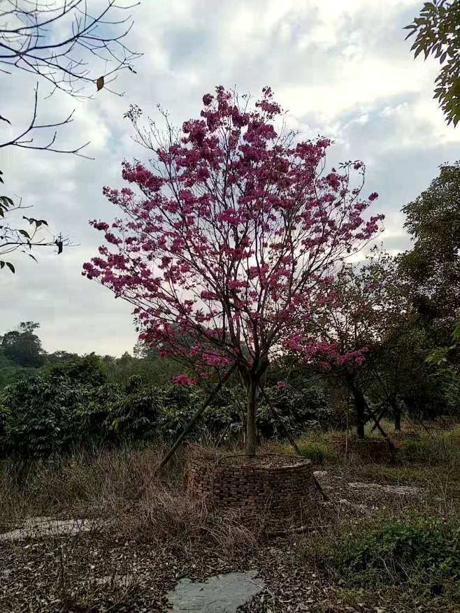 紫花風鈴木