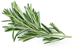 余菇菇采集到PNG 素材