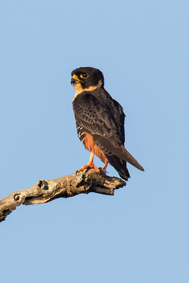隼形目隼科隼属食蝠隼