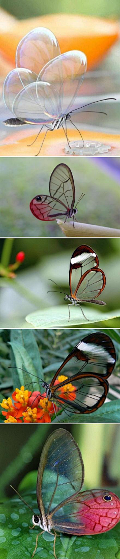 渊凯采集到奇妙生物