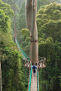 马来西亚婆罗洲热带雨林的树冠走道。

