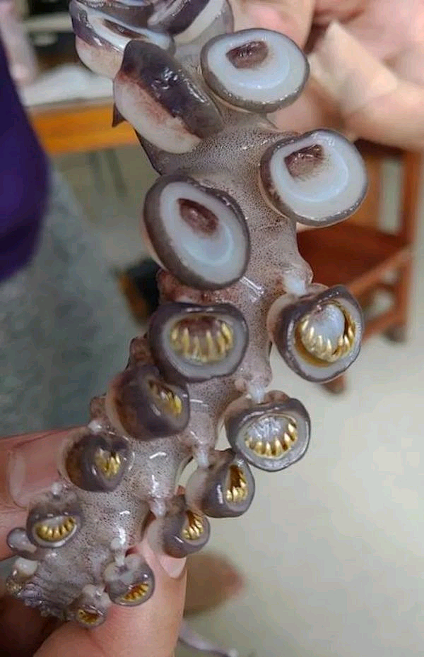 鱿鱼的吸盘里可是长着牙齿的