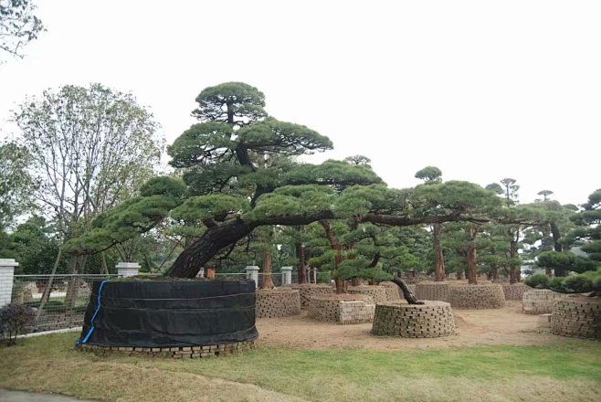 日本什么松树最贵图片图片