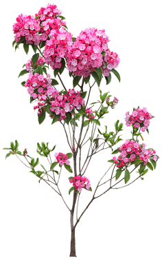 青红造了个白`采集到植物-花