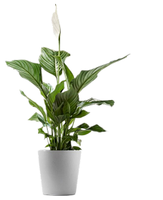 无e不设采集到植物
