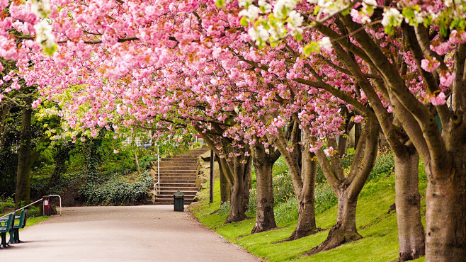 英格兰谢菲尔德开花的树风景桌面壁纸