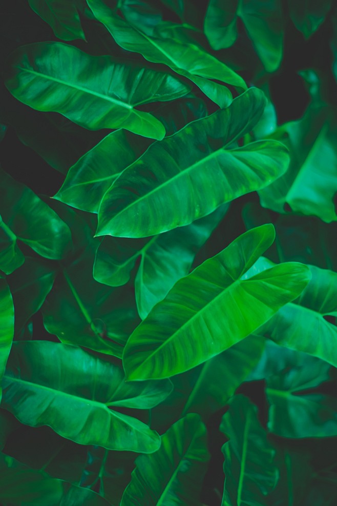 自然背景树叶图片深绿色长条叶子背景