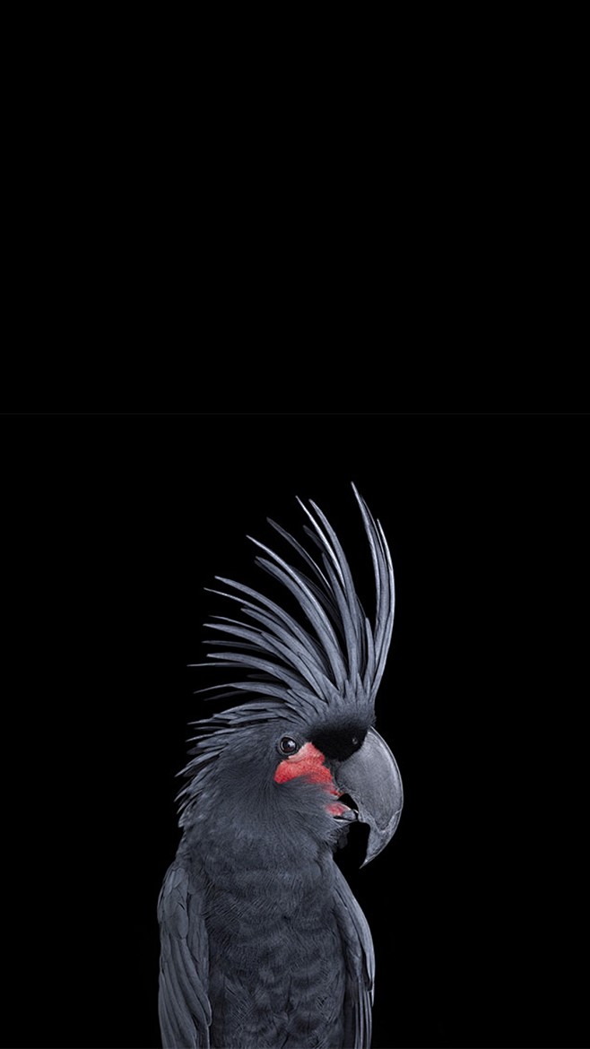 iphone7黑色专属壁纸黑夜与艺术的完美融合