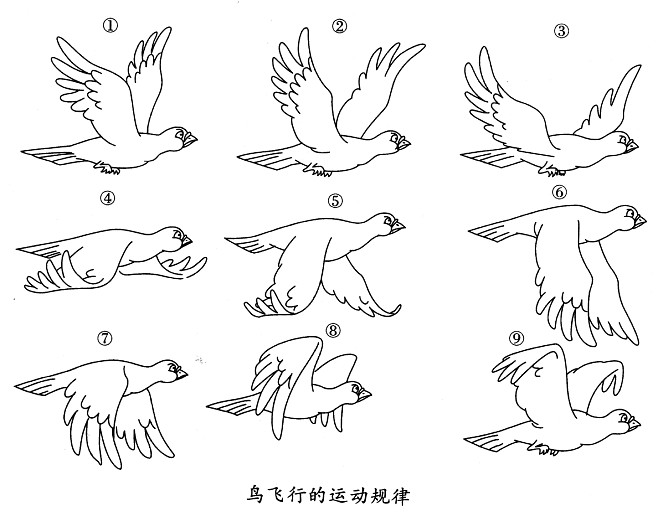 鸟简笔画 顺序 步骤图片