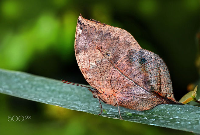乌溜溜的黑眼珠和你的笑脸怎么也难忘记你容颜