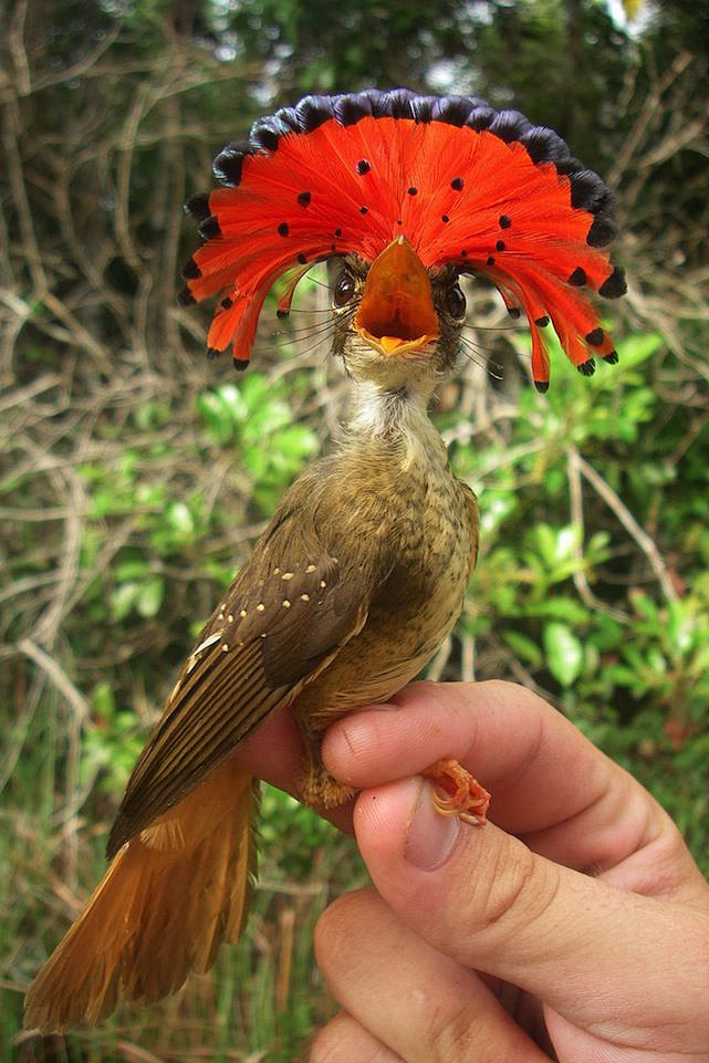 雀形目蒂泰霸鹟科皇霸鹟属皇霸鹟