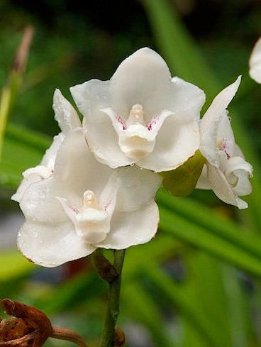 不知不觉amp;从凤栖芸转采于2020-11-17 11:56:56鸽子兰兰花不知不觉