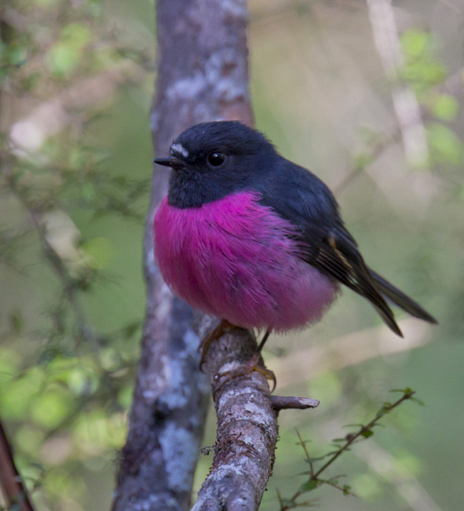粉红鸲鹟qu二声weng一声又名粉红罗宾
