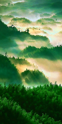 ZHANGWEICAI采集到花草树木